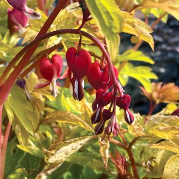Dicentra spectabilis 'Ruby Gold' (248864)