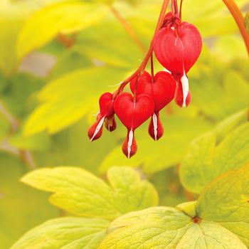 Dicentra spectabilis 'Ruby Gold' (248865)