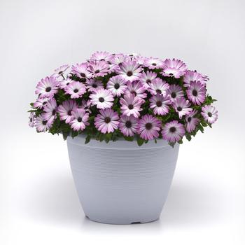 Osteospermum ecklonis FlowerPower™ Compact '' (249282)