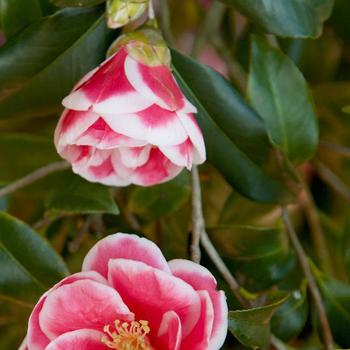 Camellia x vernalis 'Christmas Carol™' (249491)
