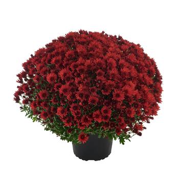 Chrysanthemum x morifolium 'Cosmic Fireball Red' (250085)