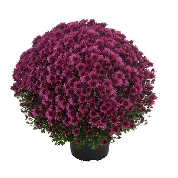 Chrysanthemum x morifolium 'Cosmic Galaxy Purple' (250087)