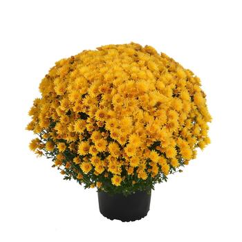 Chrysanthemum x morifolium 'Cosmic Solar Yellow' (250097)