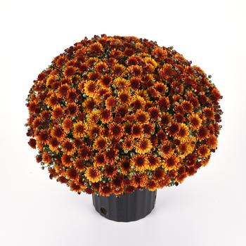 Chrysanthemum x morifolium 'Orange Helios' (250100)