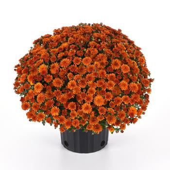 Chrysanthemum x morifolium 'Spicy Pumpkin Orange' (250102)