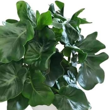 Philodendron atom '' (250406)