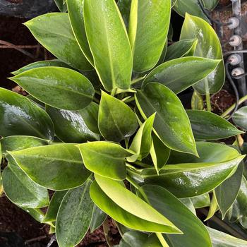 Philodendron Prismacolor™ 'Rojo Congo' (250419)