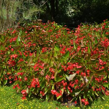 Begonia Dragon Wing® 'Red' (251498)