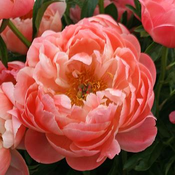 Paeonia 'Coral Sunset' (253632)