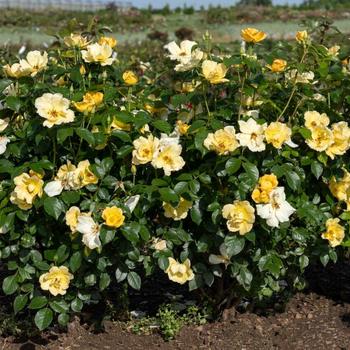 Rosa Knock Out® 'Easy Bee-zy™' (258866)