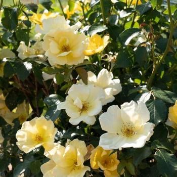 Rosa Knock Out® 'Easy Bee-zy™' (258868)