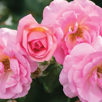 Rosa Knock Out® 'Peachy' (258886)