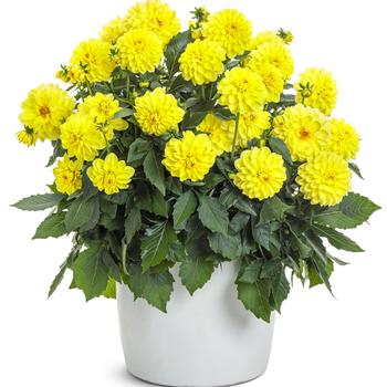 Dahlia variabilis Virtuoso™ 'Dayglo Yellow™' (259269)