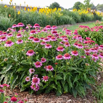 Echinacea Double Coded™ 'Everything's Rosy' (259443)