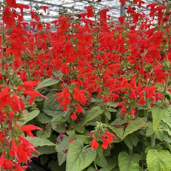 Salvia coccinea 'Lady in Red' (260663)
