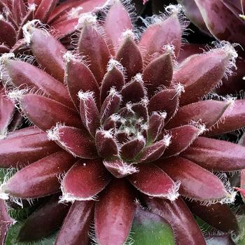 Sempervivum Chick Charms® 'Cosmic Candy™' (261164)