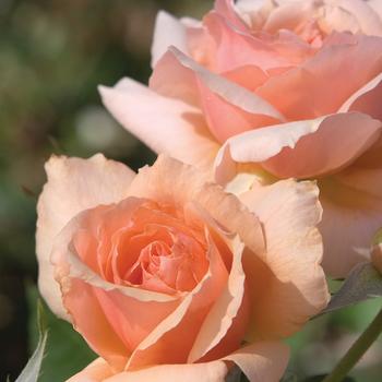 Rosa 'Apricot Candy' (262160)
