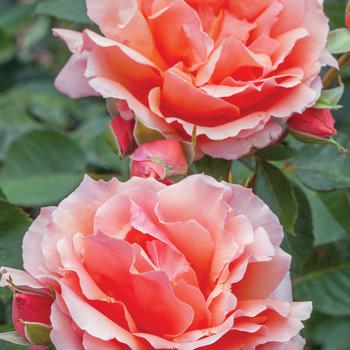 Rosa 'Apricot Candy' (262162)