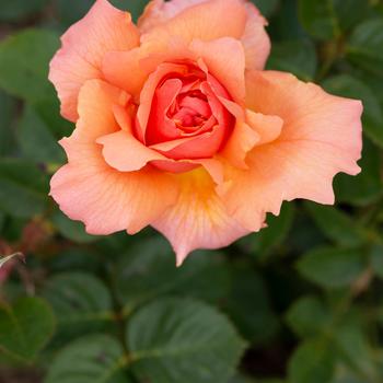 Rosa 'Apricot Candy' (262163)